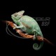 Camaleon De Yemen, Chamaeleo Calyptratus