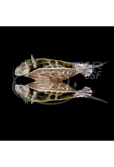 Tortuga Acuatica