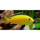 Labidochromis Lemon