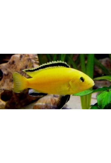 Labidochromis Lemon