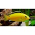 Labidochromis Lemon