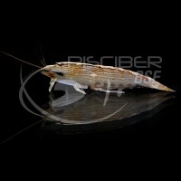 Gamba Filtradora