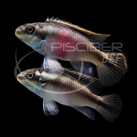 KRIBENSIS