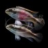 KRIBENSIS