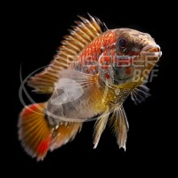 Apistogramma Viejita