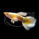Guppy Macho