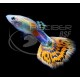 Guppy Macho