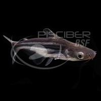 Pangasius Surtido