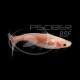 Pangasius Surtido