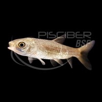 Amur Carpa Herbivora