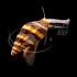 Caracola Asesina
