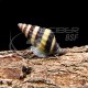 Caracola Asesina
