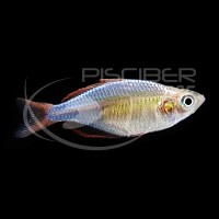 Melanotaenia Praecox