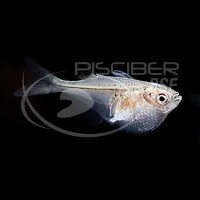 Pez Hacha Plata