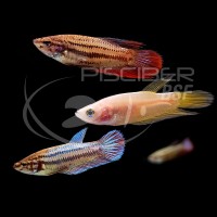 Betta Splendens Hembra