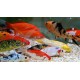 Surtido Carpa Colores