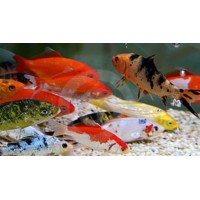 Surtido Carpa Colores