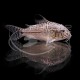 CORYDORA JULII