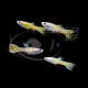 GUPPY ENDLER MACHO