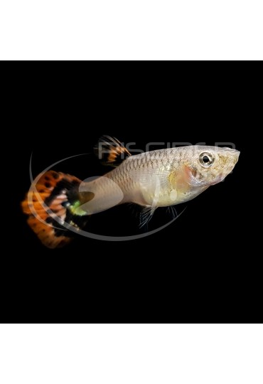 GUPPY HEMBRA