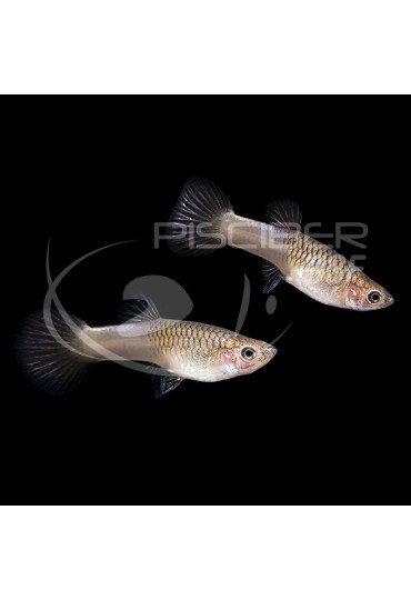 GUPPY HEMBRA