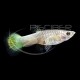 GUPPY HEMBRA