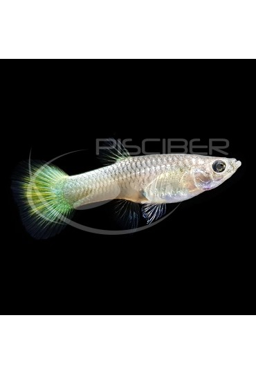 GUPPY HEMBRA