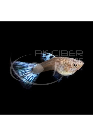 GUPPY HEMBRA