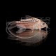 Corydora Elegans