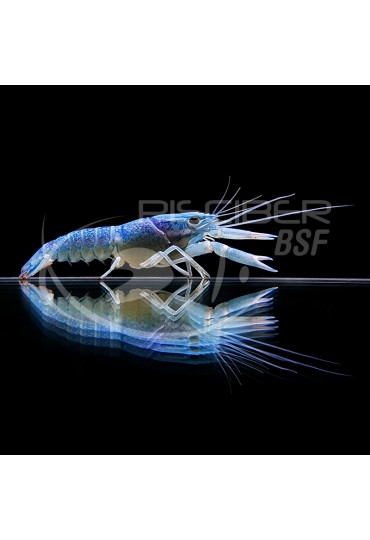 CANGREJO AZUL CHERAX