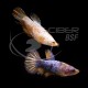 Betta Hembra Superdelta