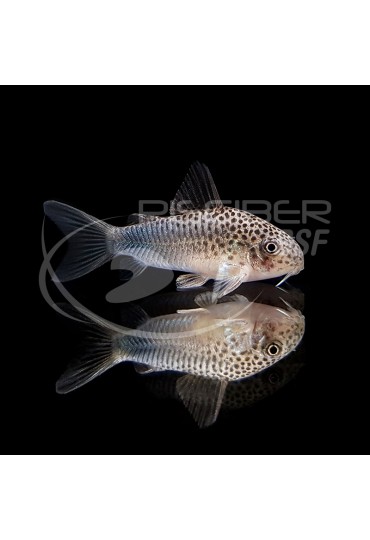 Corydoras Similis