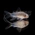 Corydoras Similis
