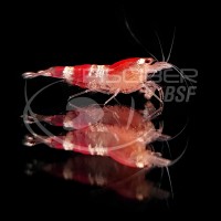 GAMBA RILI RED