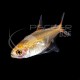 Tetra Ambar