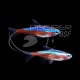 NEON CARDENAL