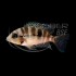 Cichlasoma Meeki