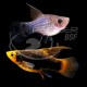 PLATY SURTIDO