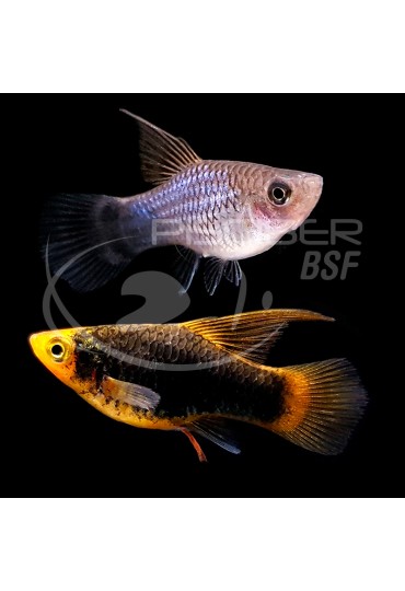PLATY SURTIDO