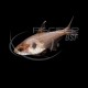 Tetra Fantasma Rojo