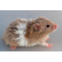 Hamster Común / Panda