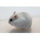 Hamster Roboroski