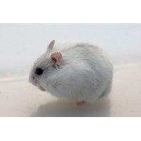 Hamster Roboroski