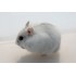 Hamster Roboroski