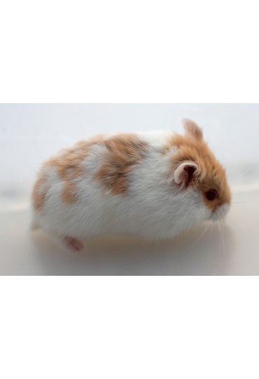 HAMSTER RUSO