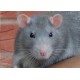 Rata Dumbo