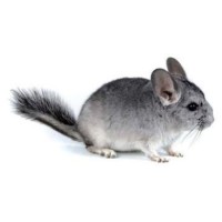 Chinchilla Baby