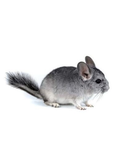Chinchilla Baby
