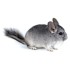 Chinchilla Baby