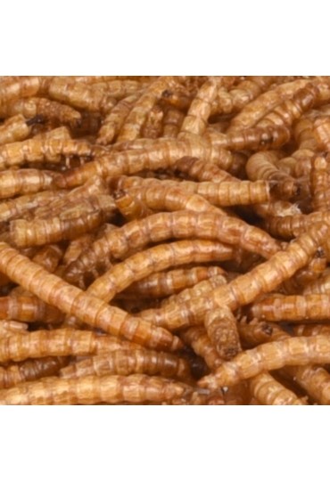 Picnick Gusanos De La Harina 100Gr